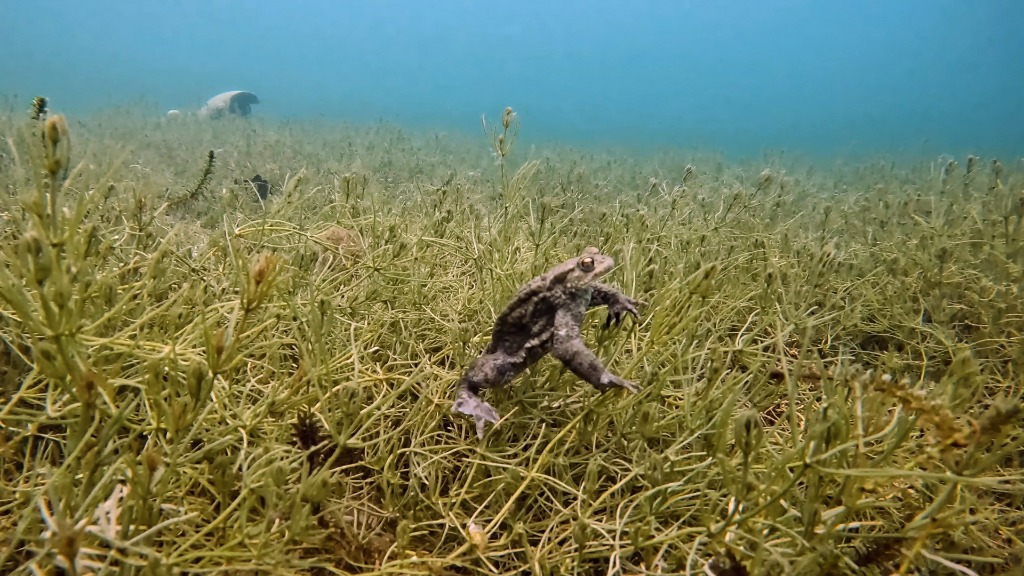 A common toad walking over bottom vegetation in Lake Lucerne