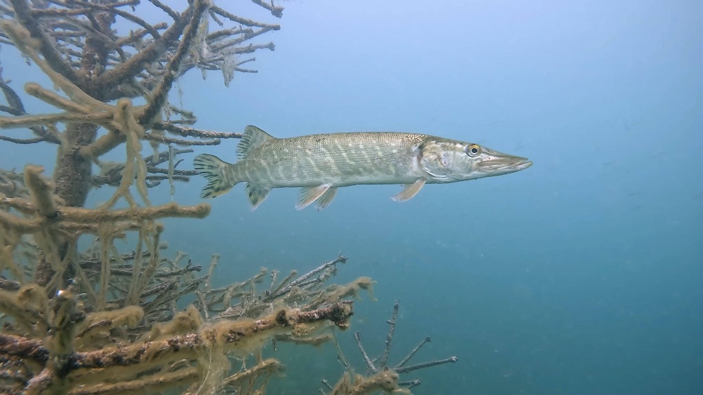 A northern pike hovering in Lake Zurich