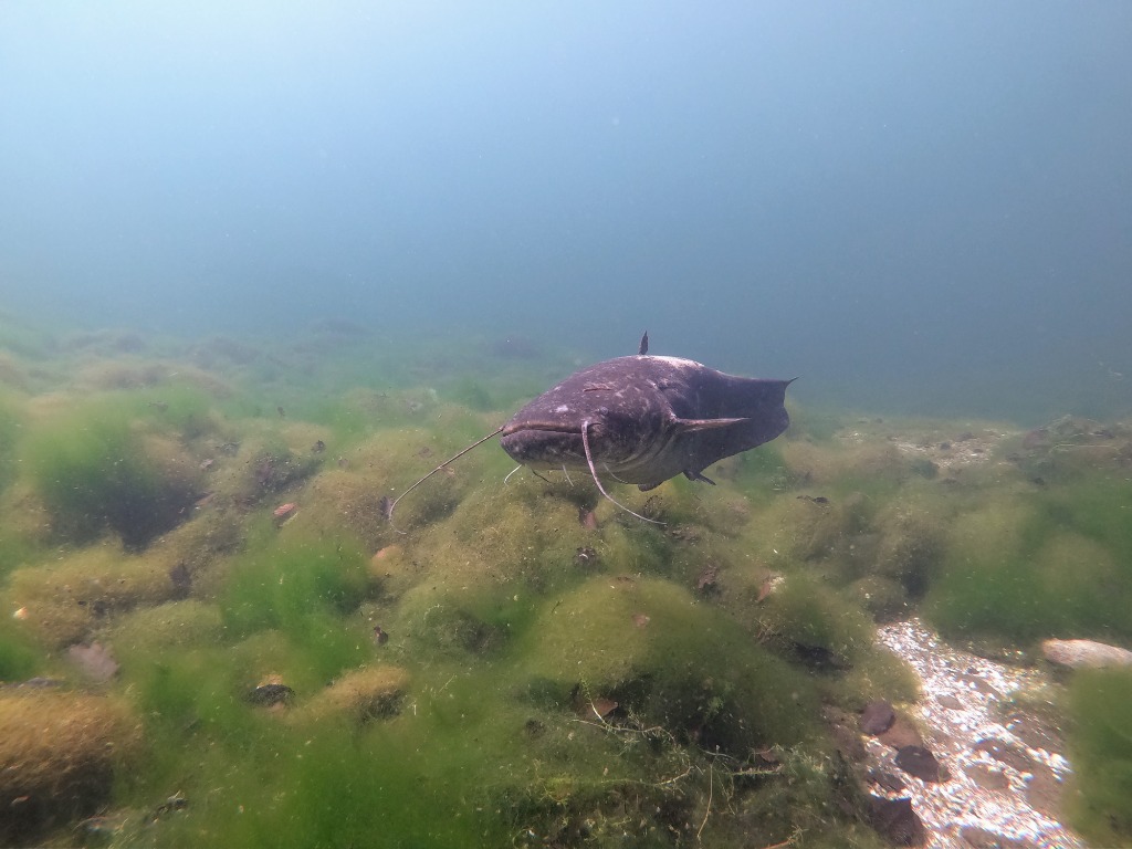 A large Wels catfish swimming over the riverbed in the Rhine
