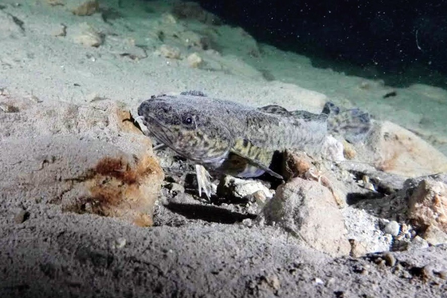 A Burbot (Trüsche) resting on the sandy bottom of a Swiss lake