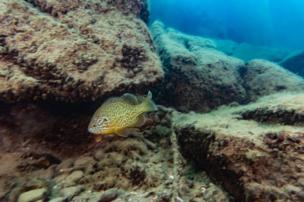 A sunfish swimming near rocks in Zürichsee