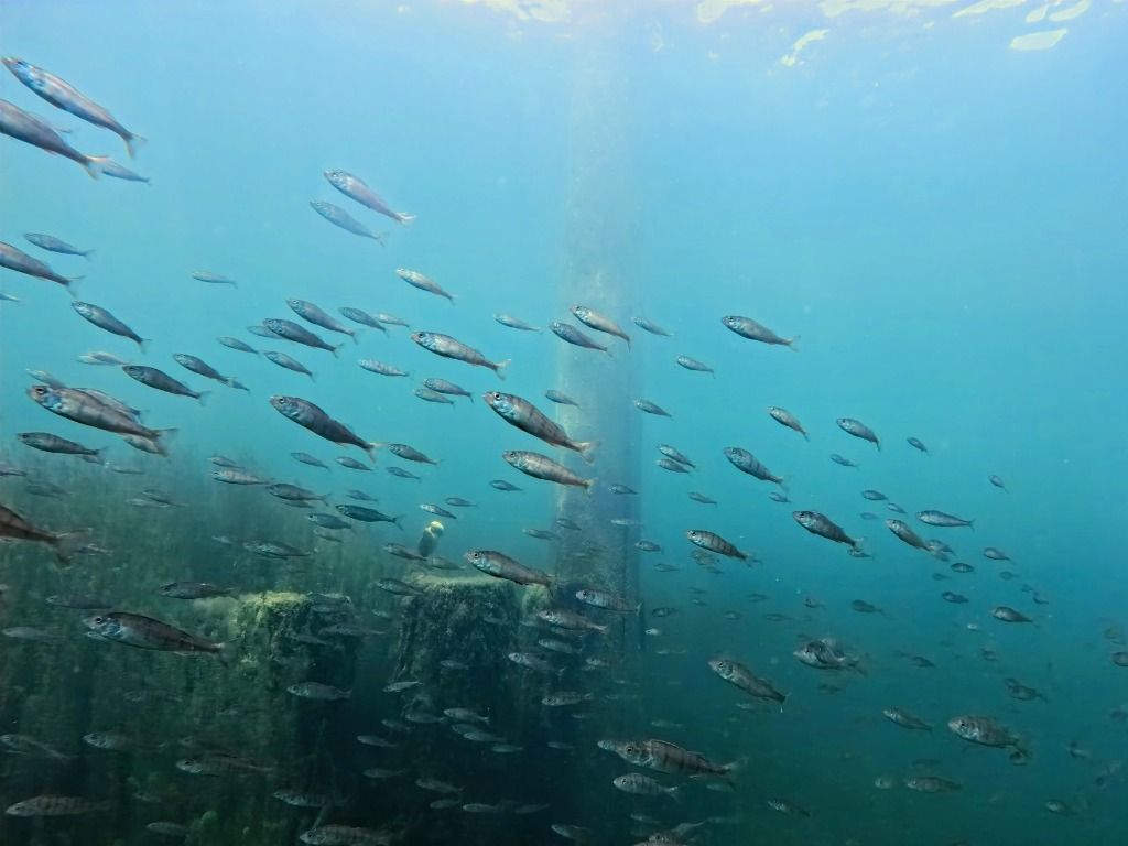 A large school of perch swimming near underwater structures in Zugersee