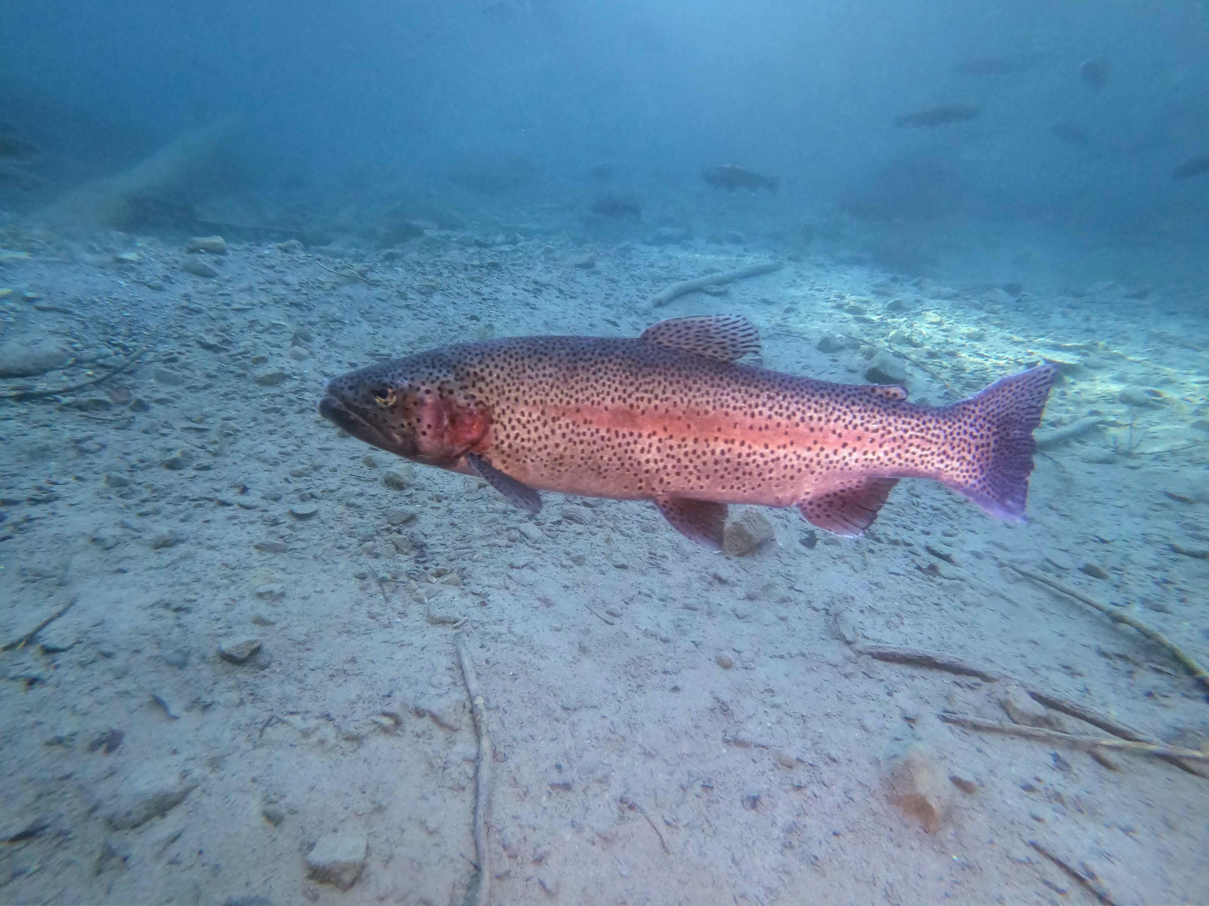 trout-close-up