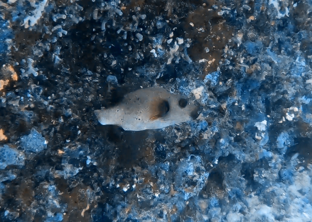 black-spotted-puffer-fish