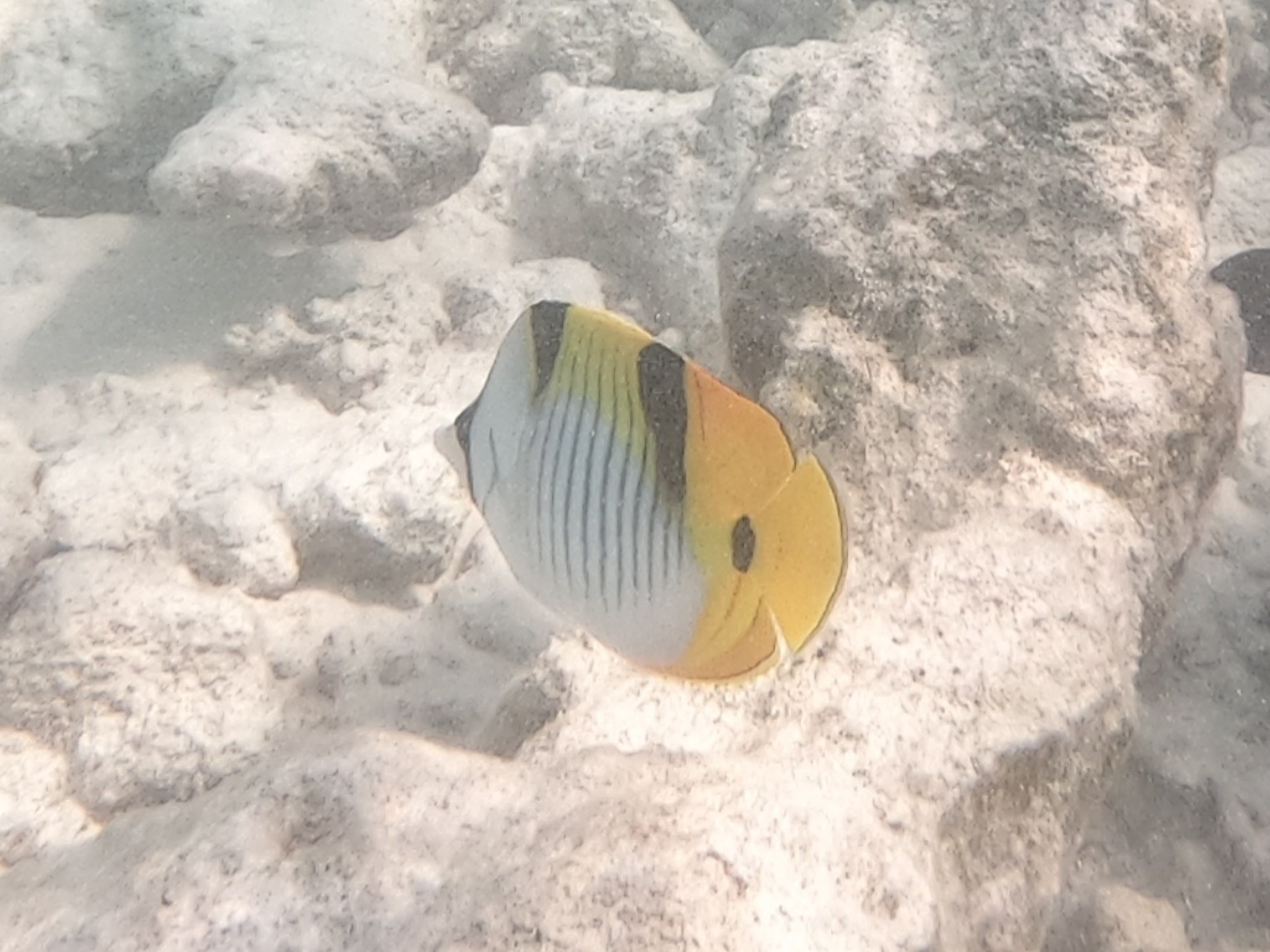 butterfly-fish