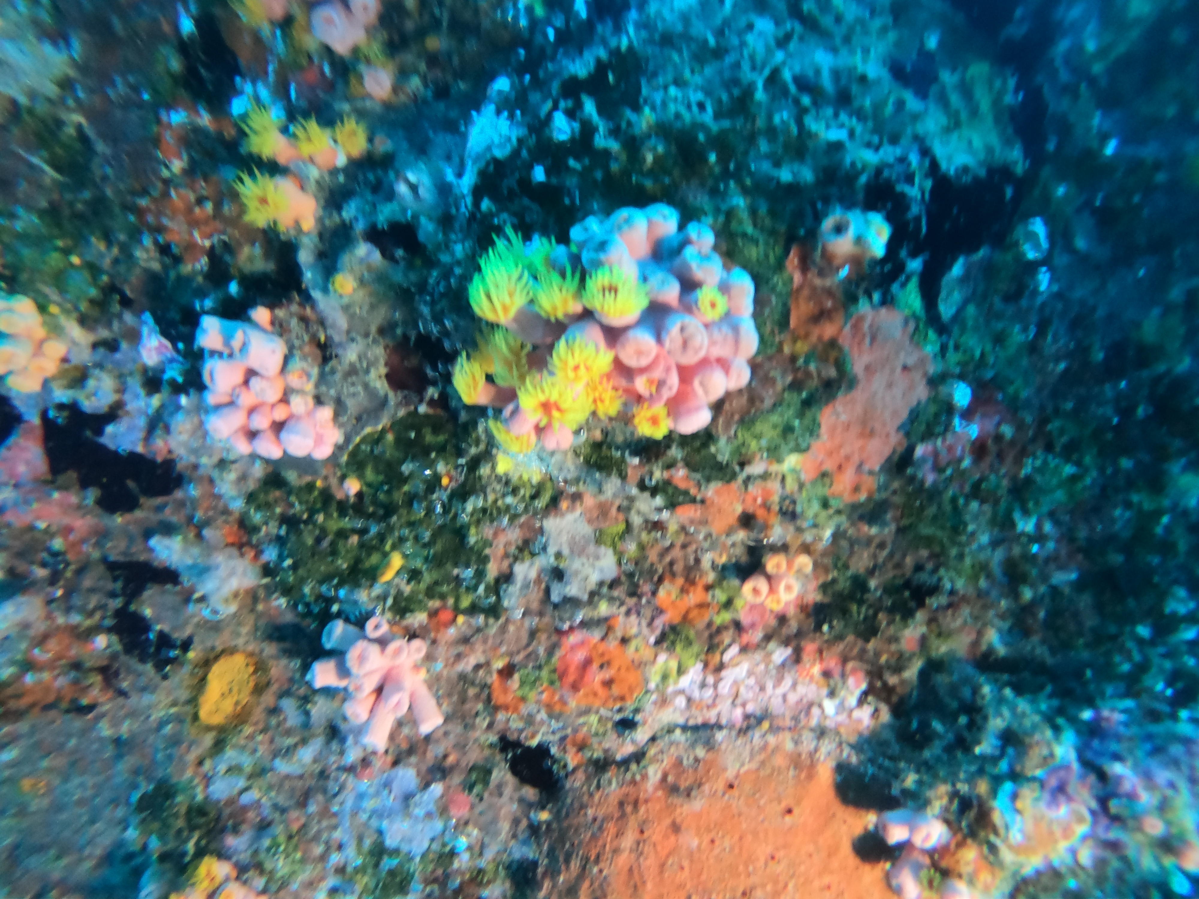 colorful-sponges