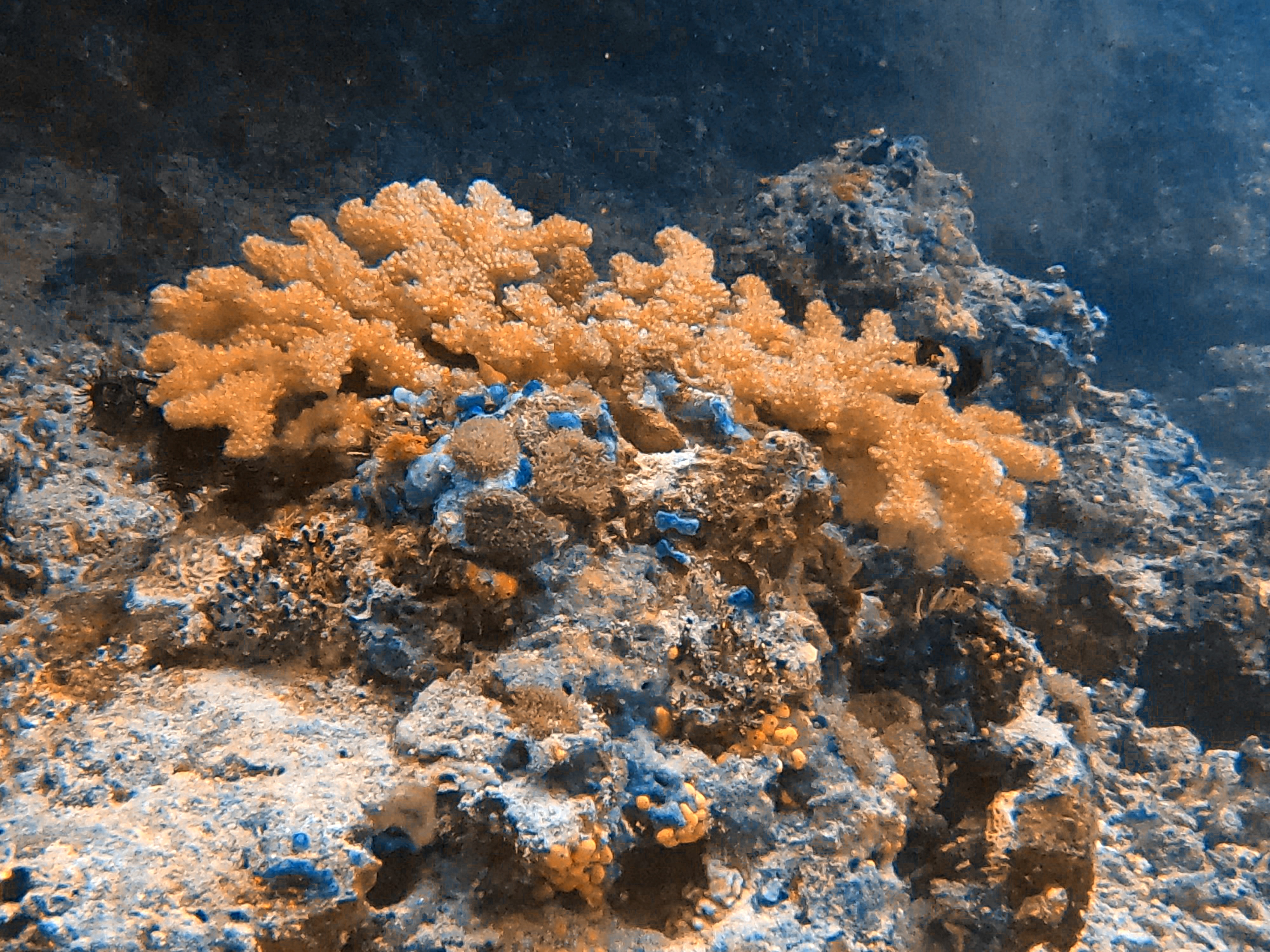 corals