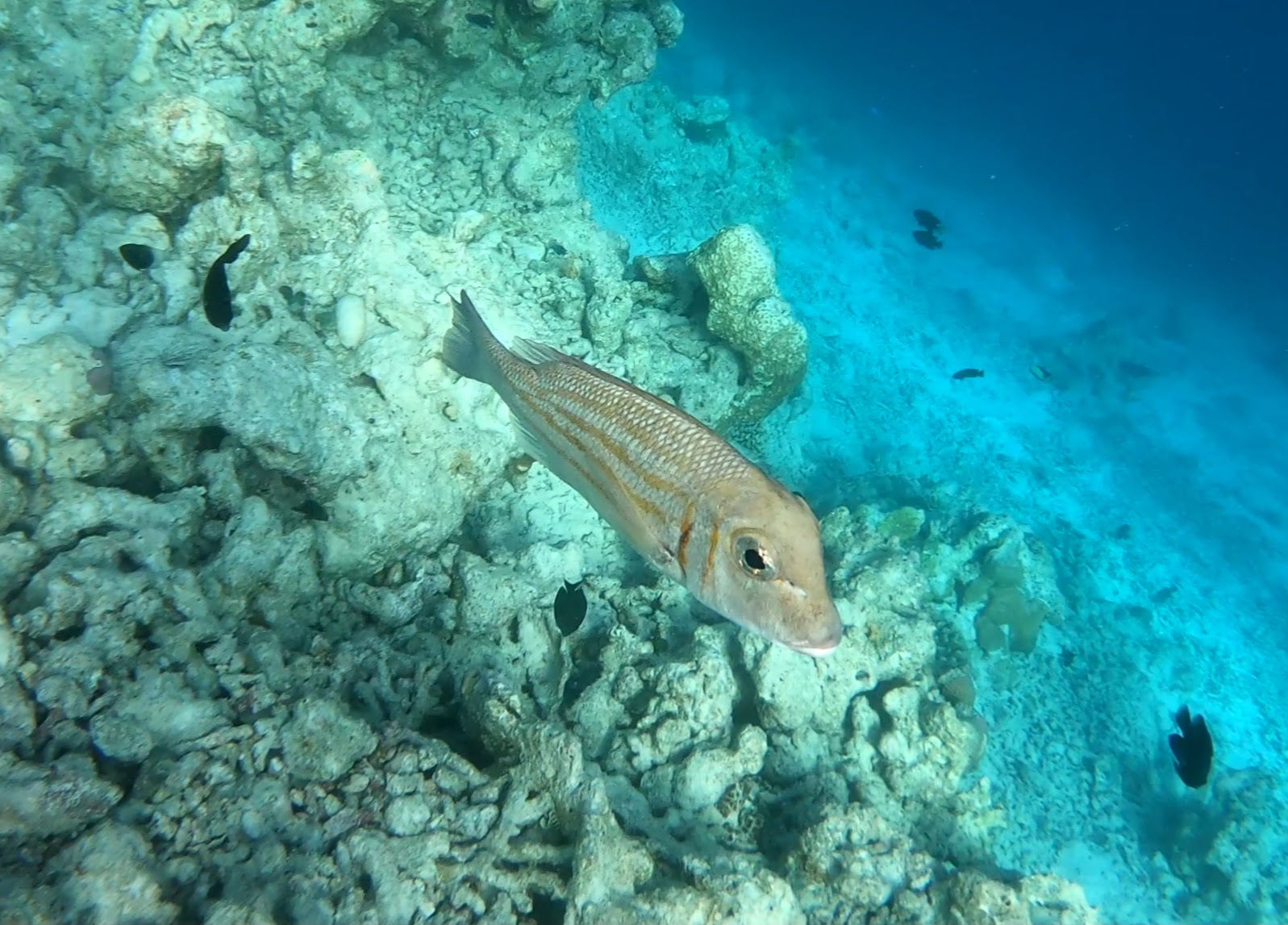 fish-at-the-reef