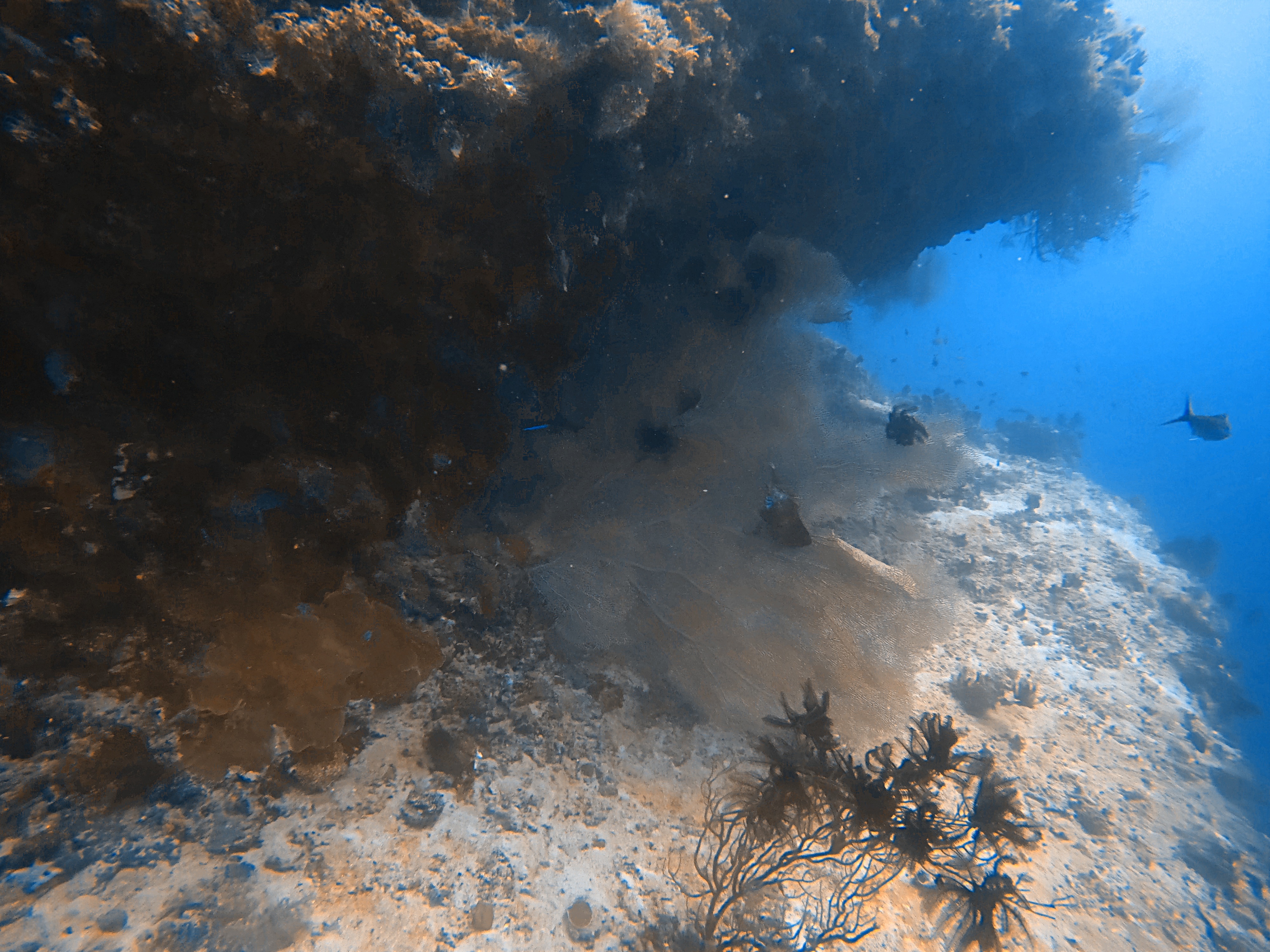 gorgonian-coral-at-orimas-faru