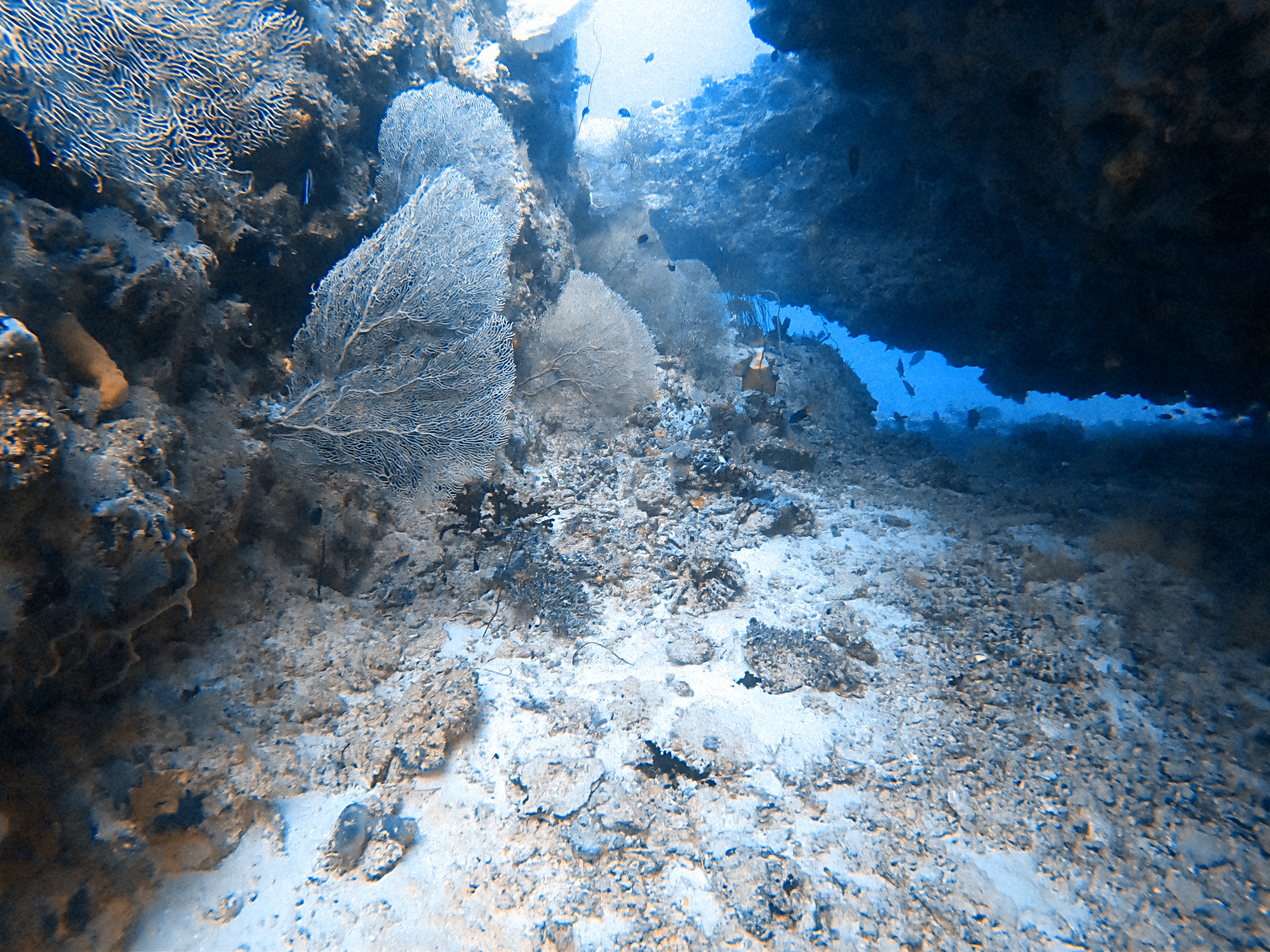 gorgonian-corals-broken-rock-canyon
