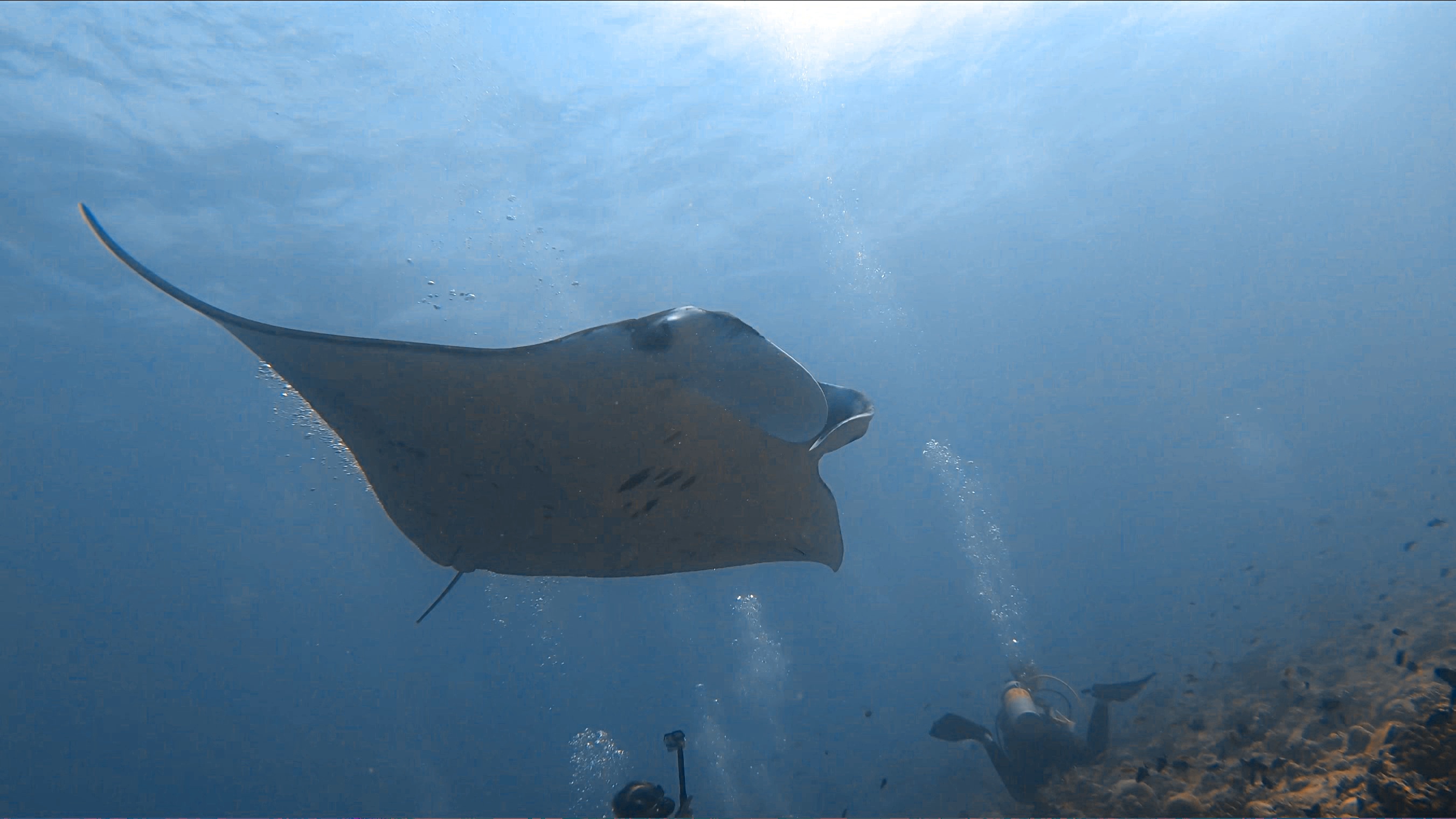 manta-swimming-overhead