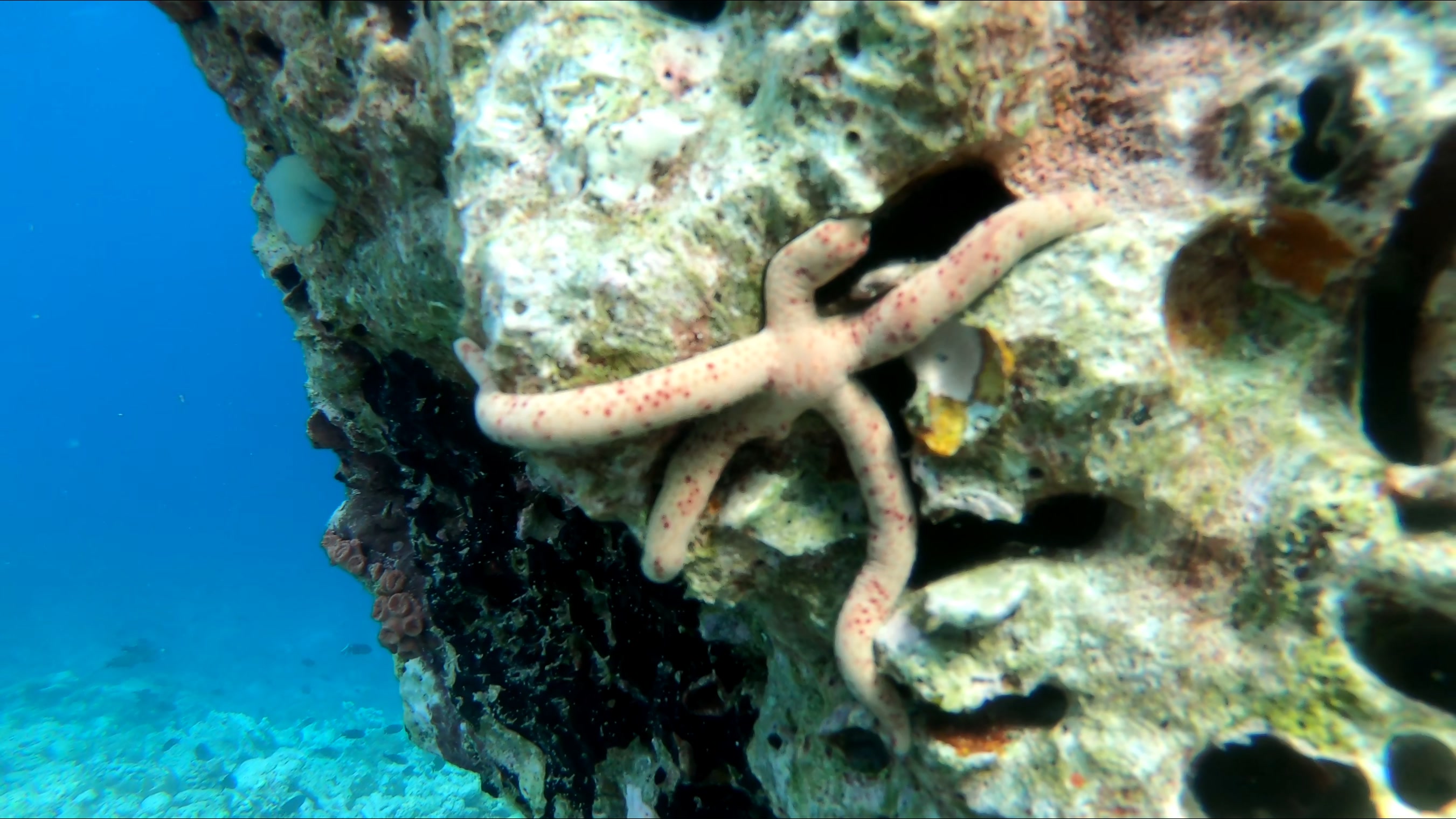 multi-pore-starfish