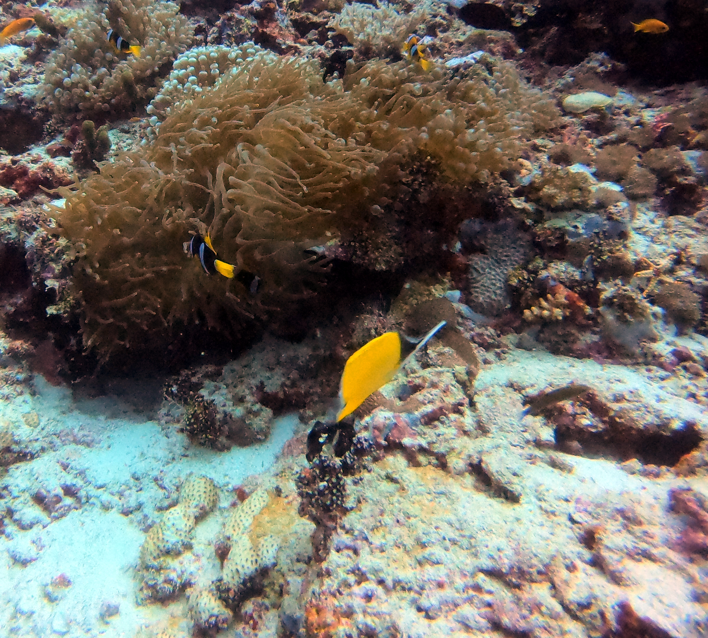 yellow-longnose-butterfly-fish