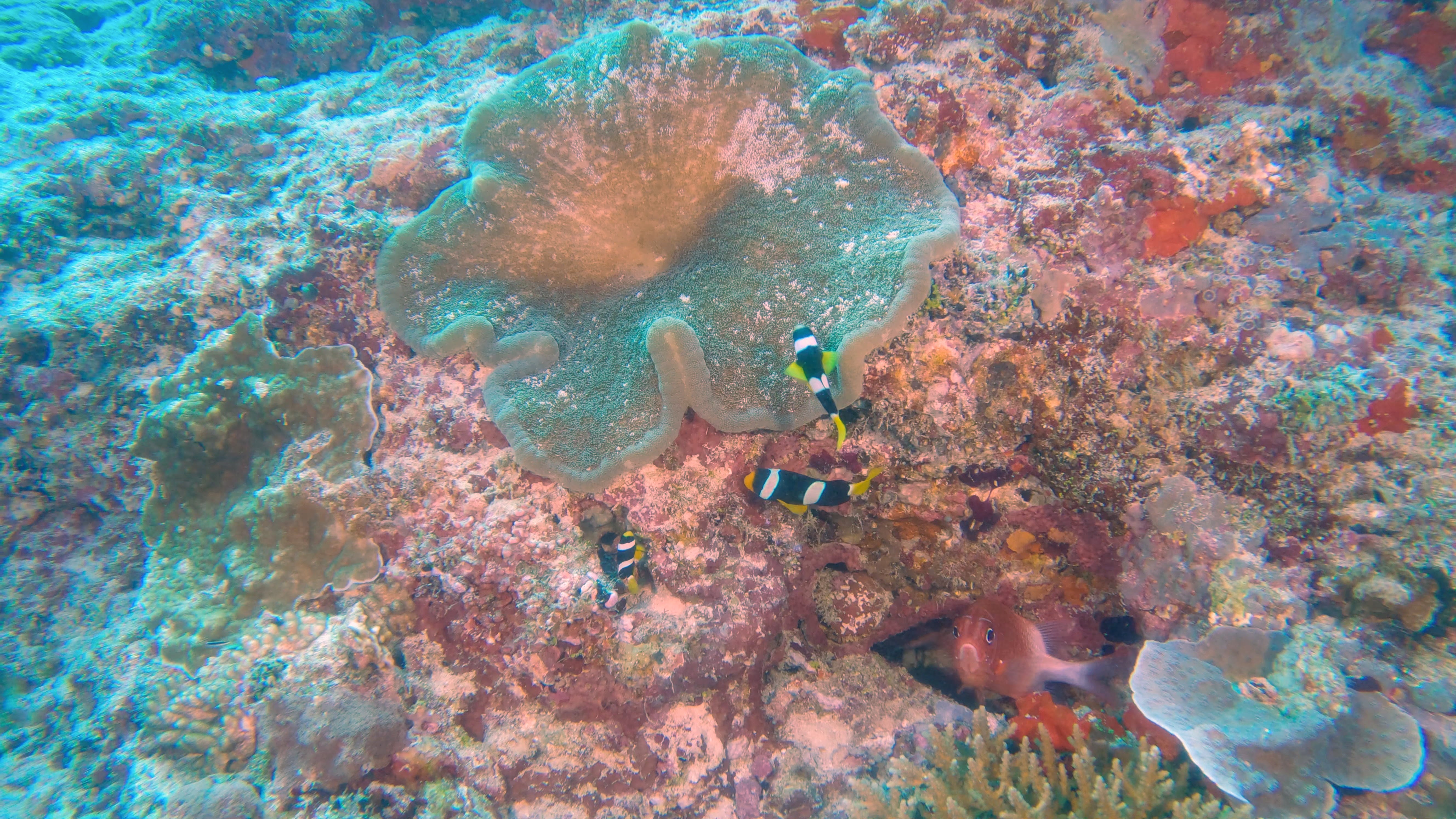 adult-clownfish-maldives