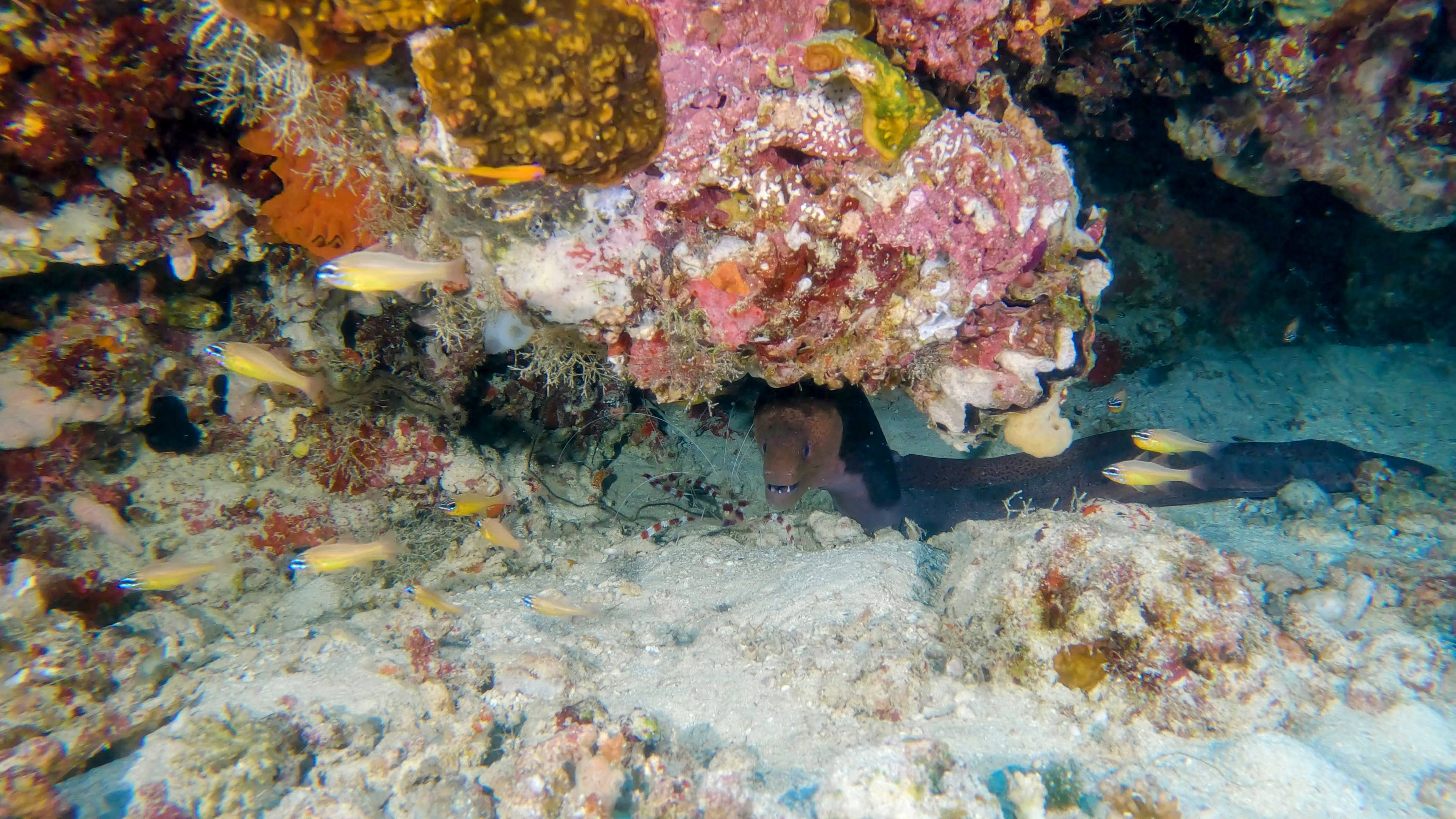 boxing-shrimps-moray-eel-maldives