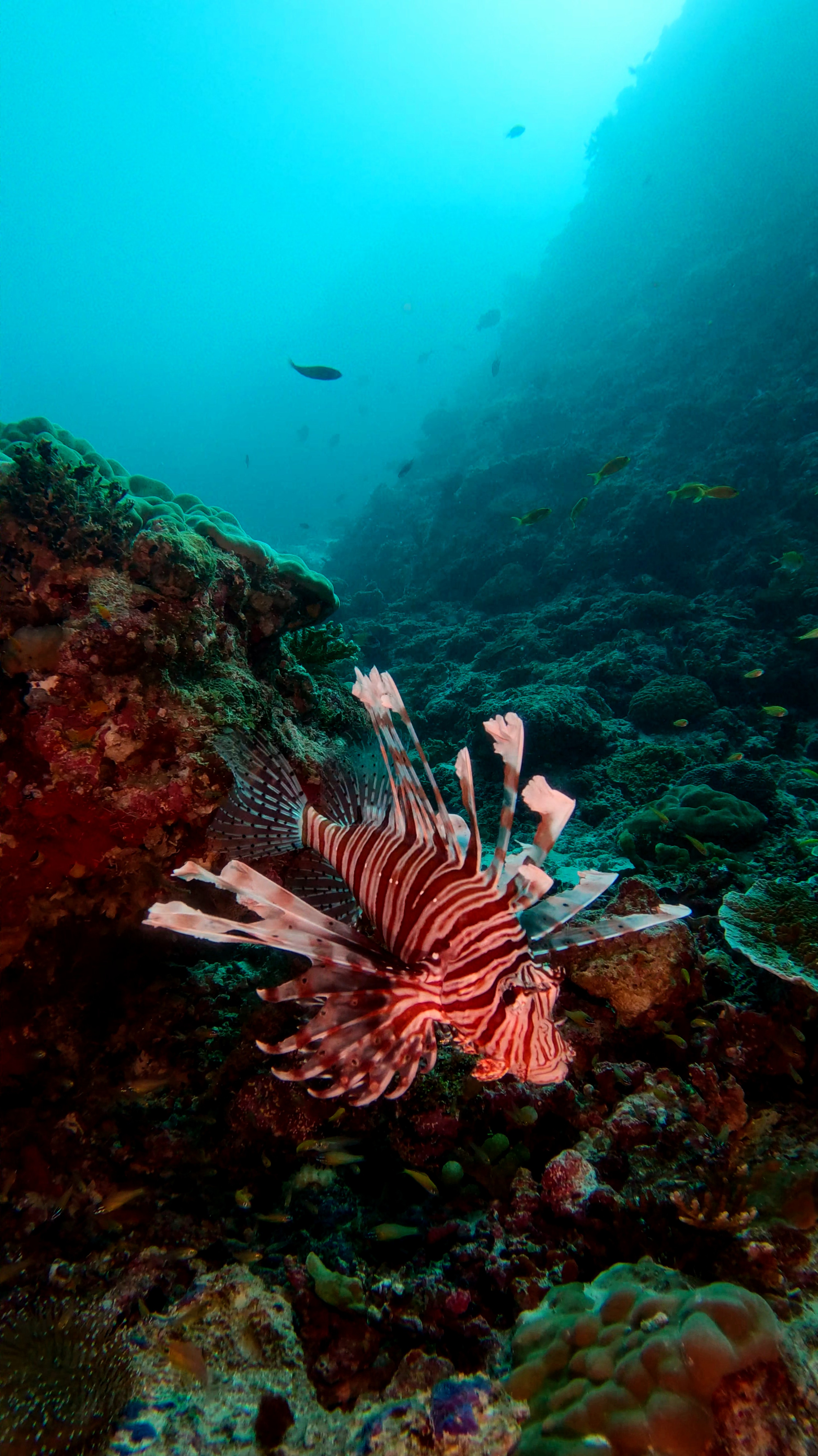lionfish-south-ari-atoll