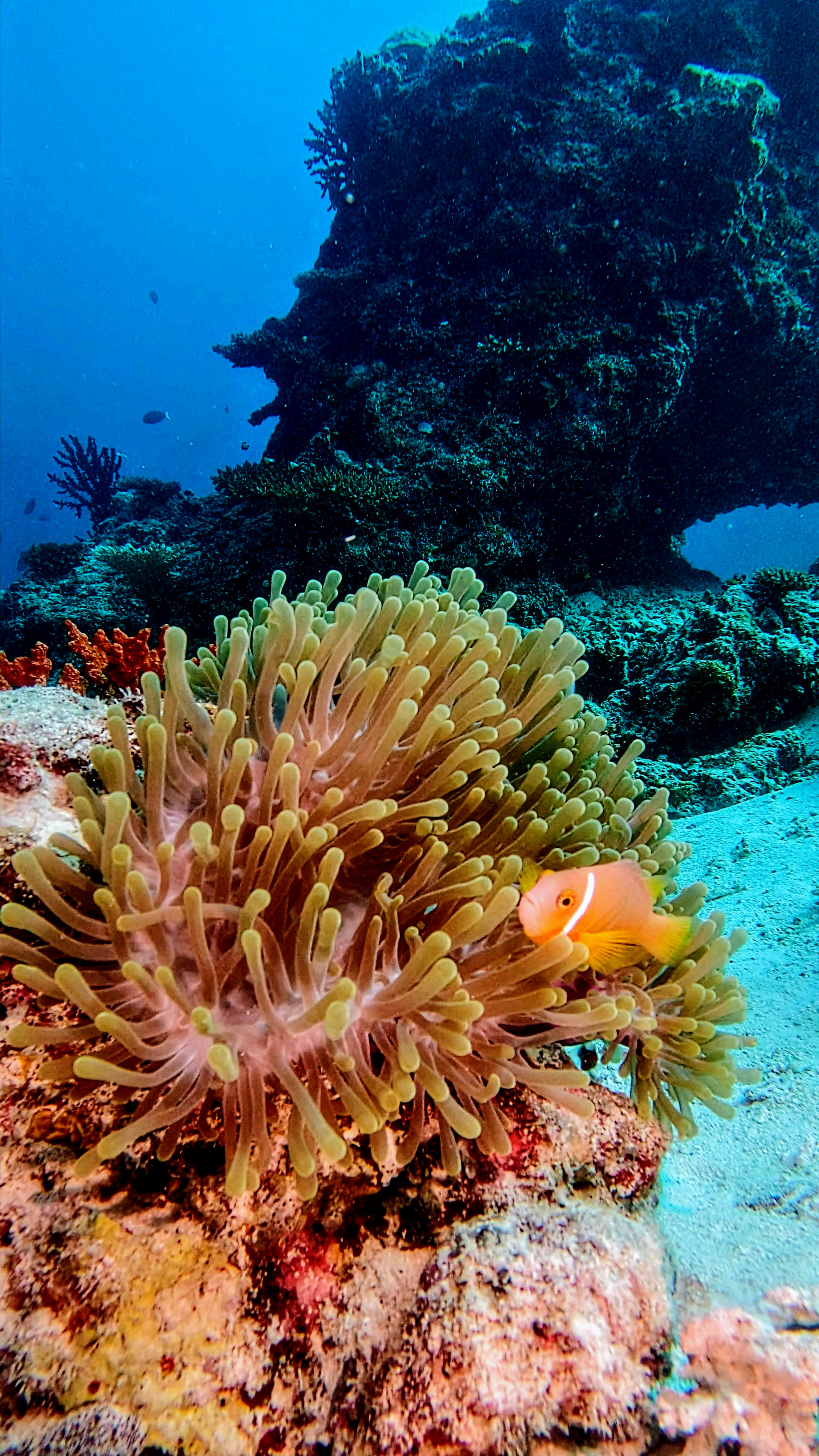 maldivian-clownfish-on-anemone