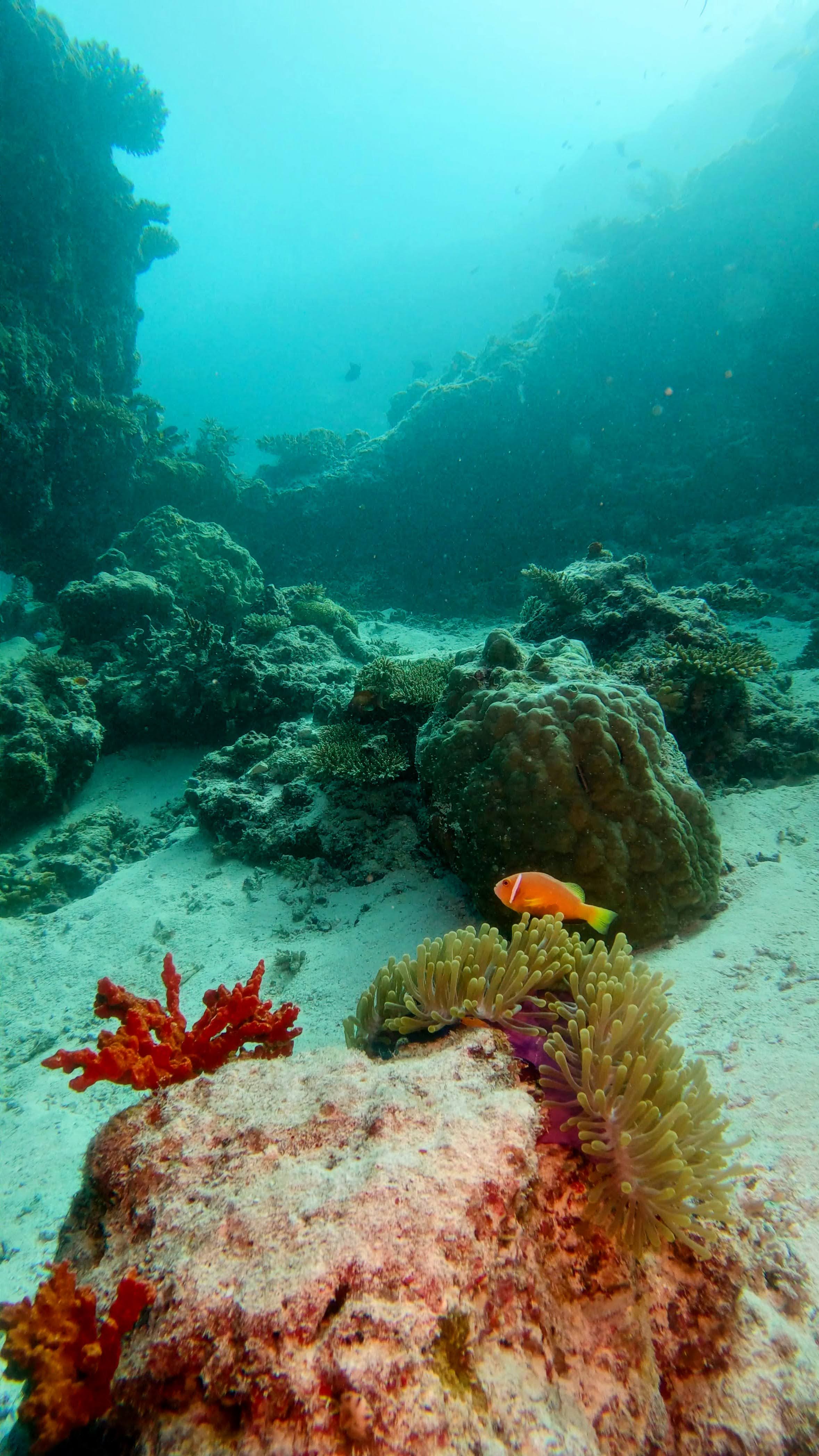 maldivian-clownfish