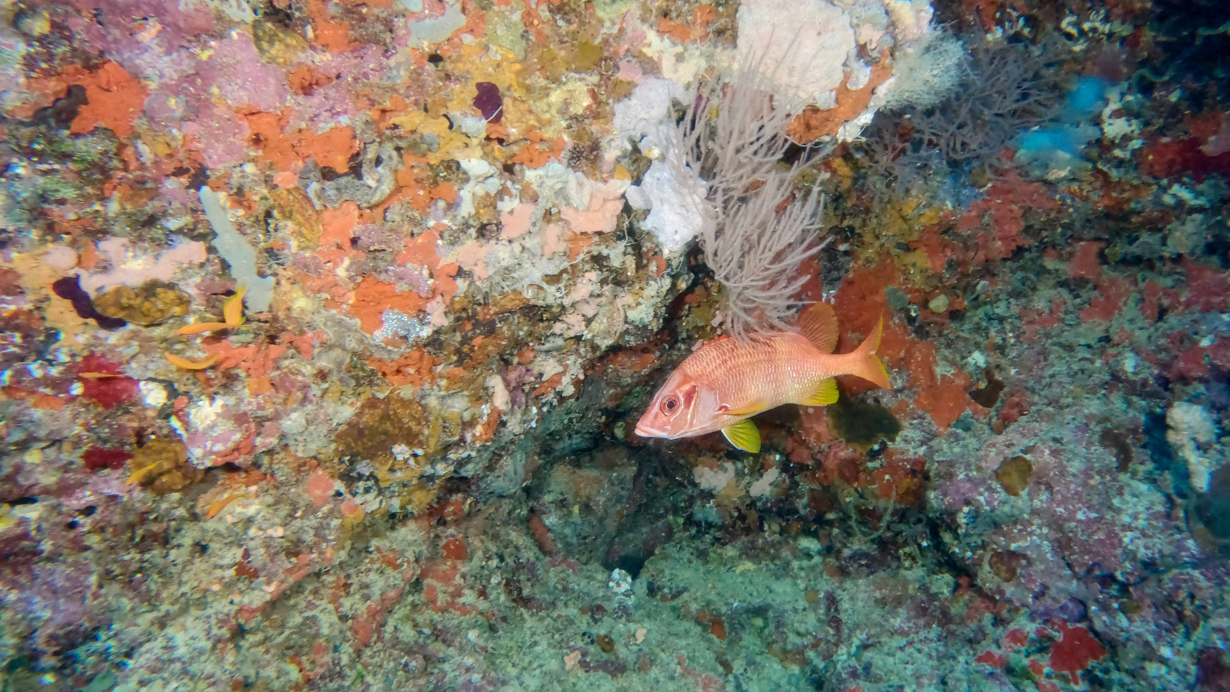 sabre-squirrelfish-maldives