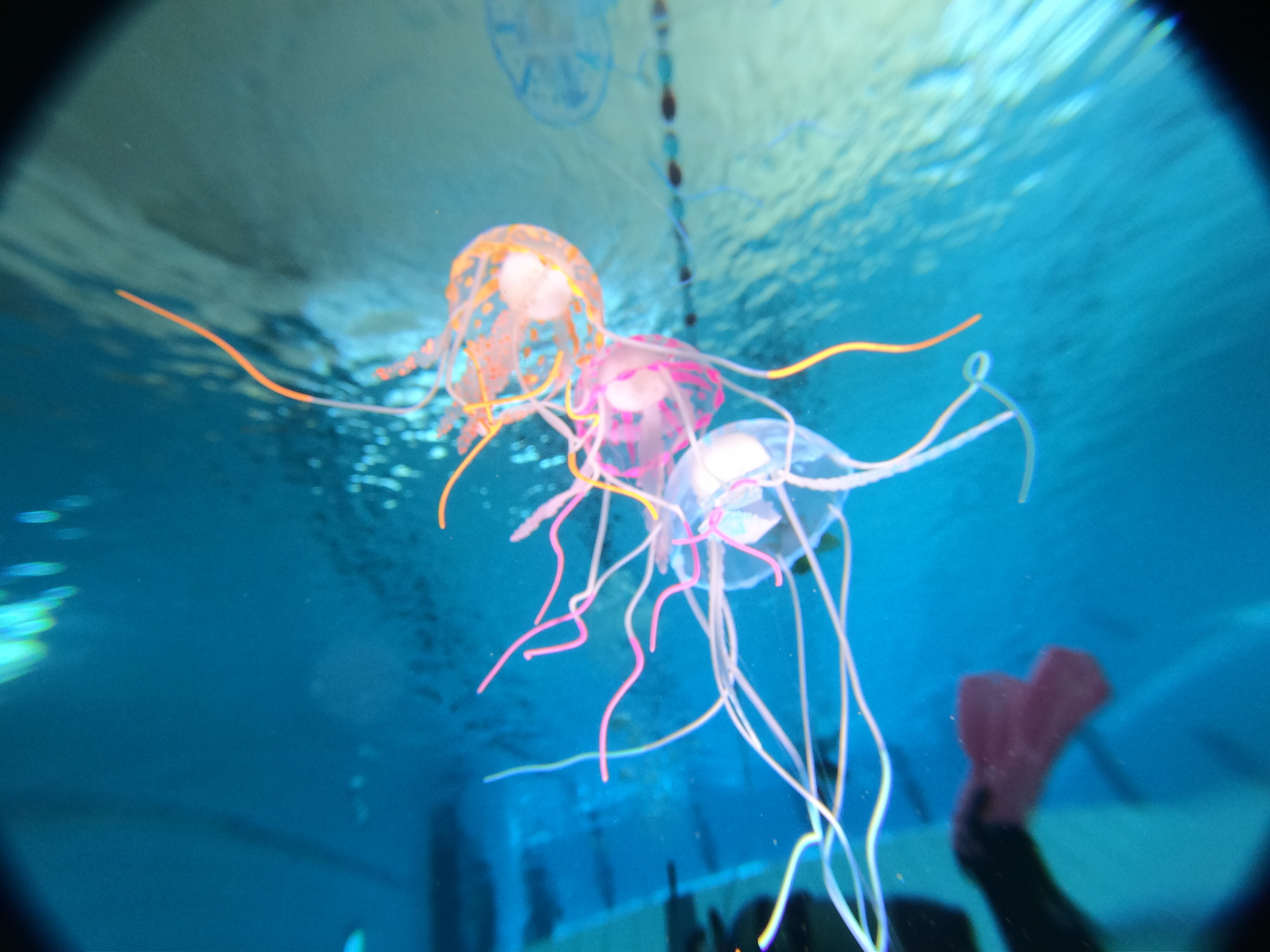 jellyfish-upwards