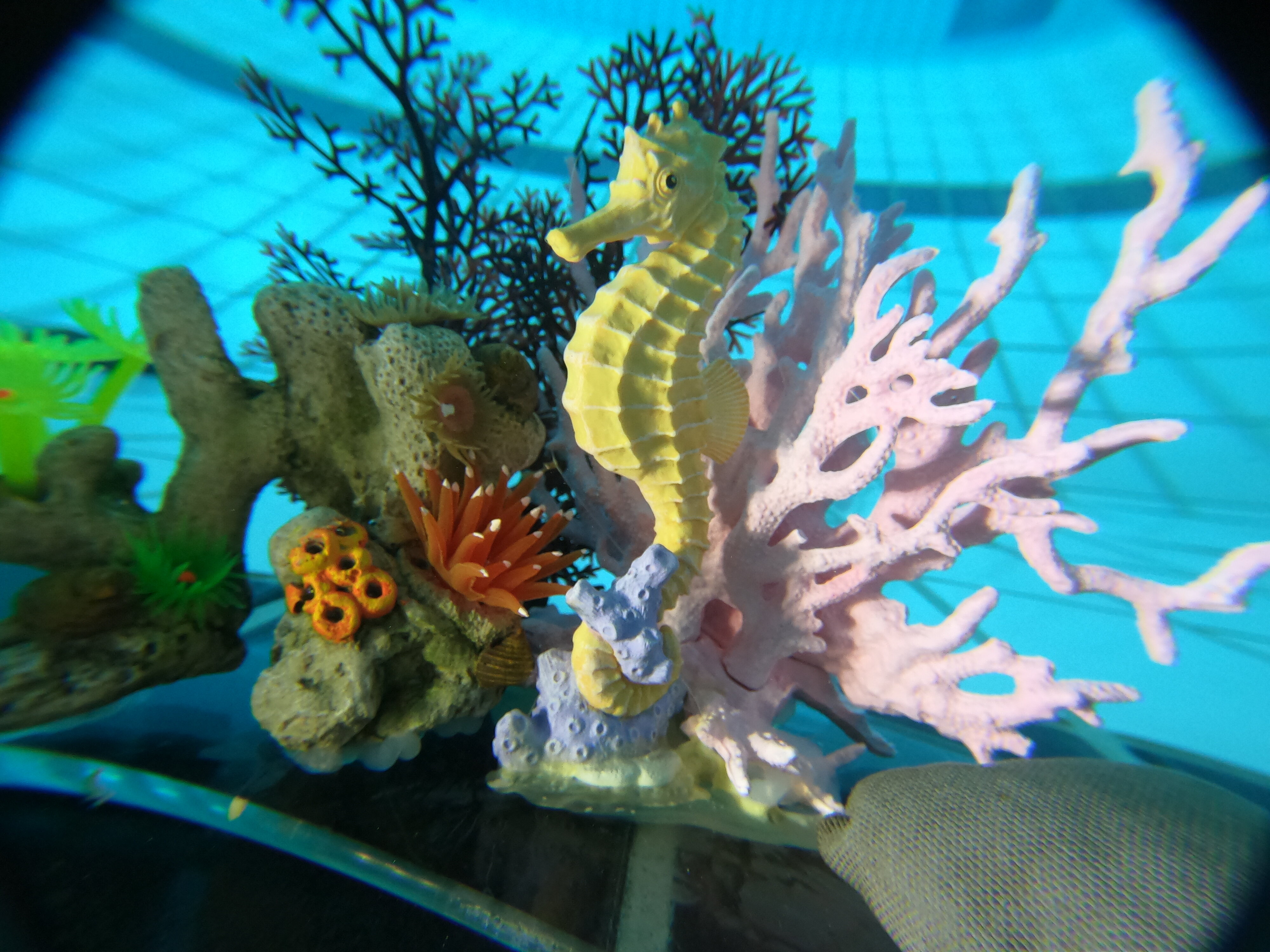macro-seahorse-and-coral