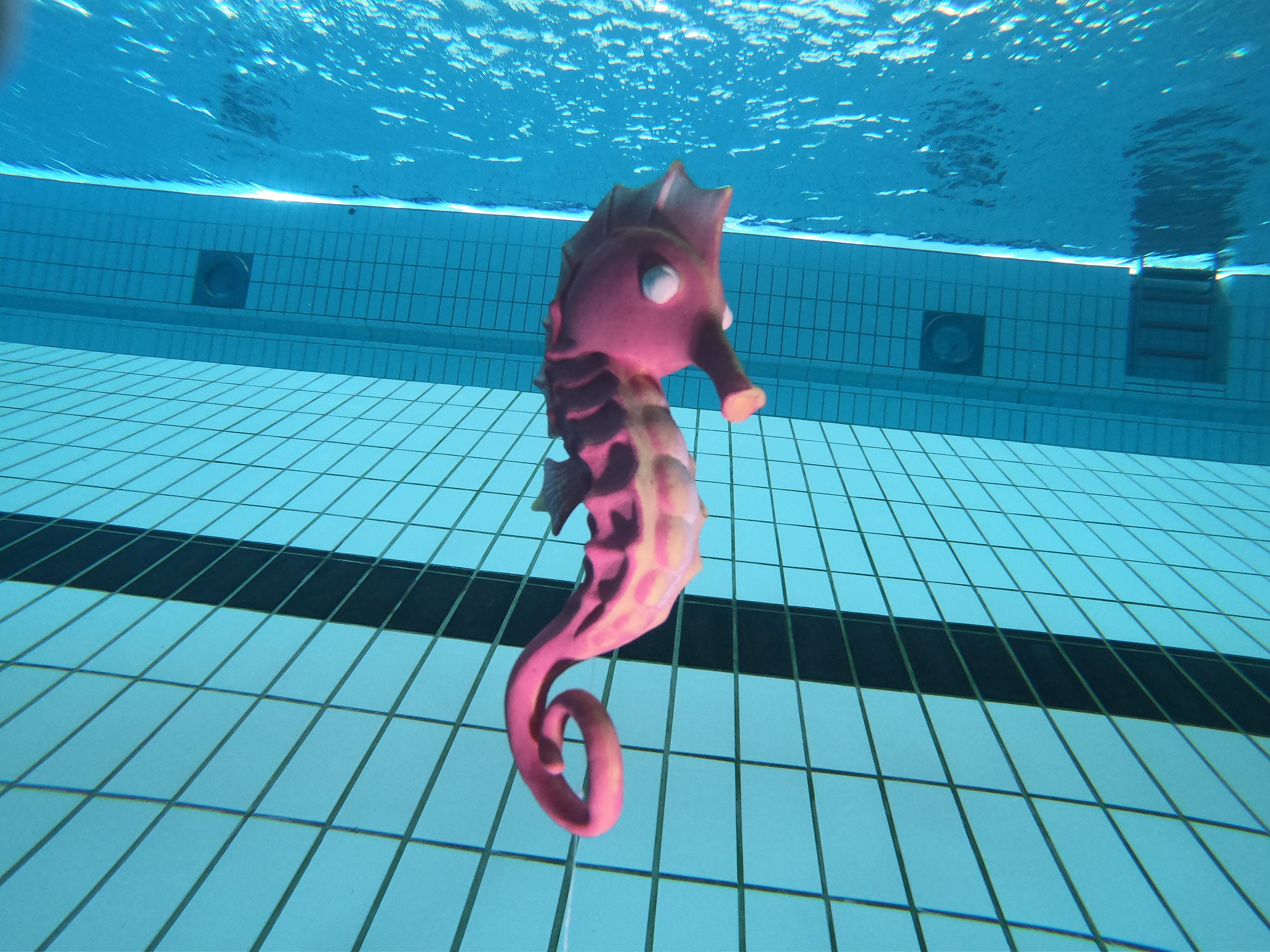 seahorse-against-the-light