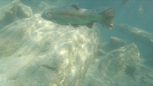 Light reflections on a trout