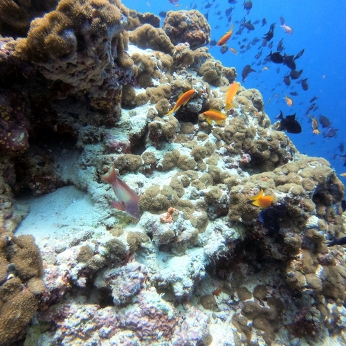 Anthias and fusilier fish