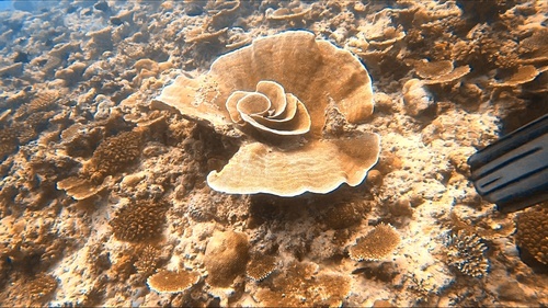 A big coral