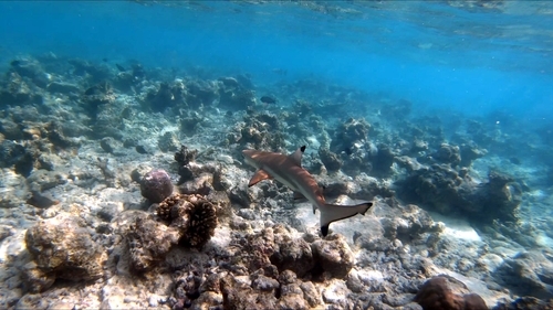 Black tip reef shark