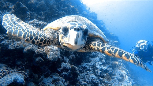 A sea turtle closing in on the camera