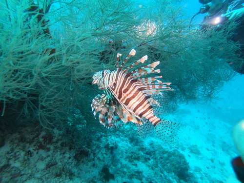 Lion fish