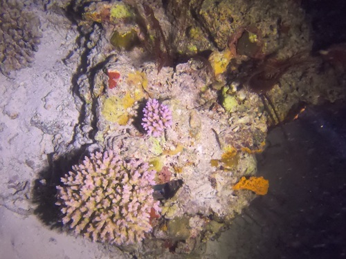 Colorful corals at night