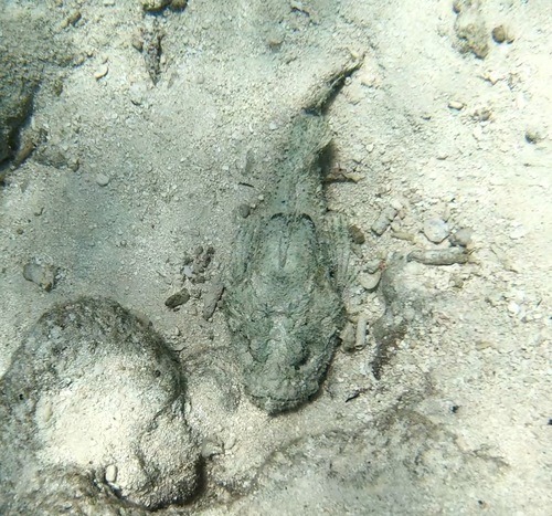 Scorpion fish in the sand