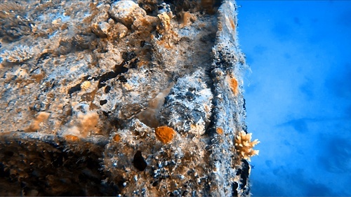 Stonefish hiding at Kudhimaa wreck