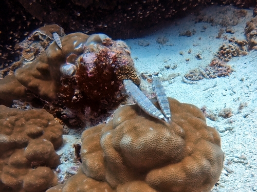 Two small fish relaxing on a coral