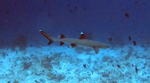 White tip reef shark